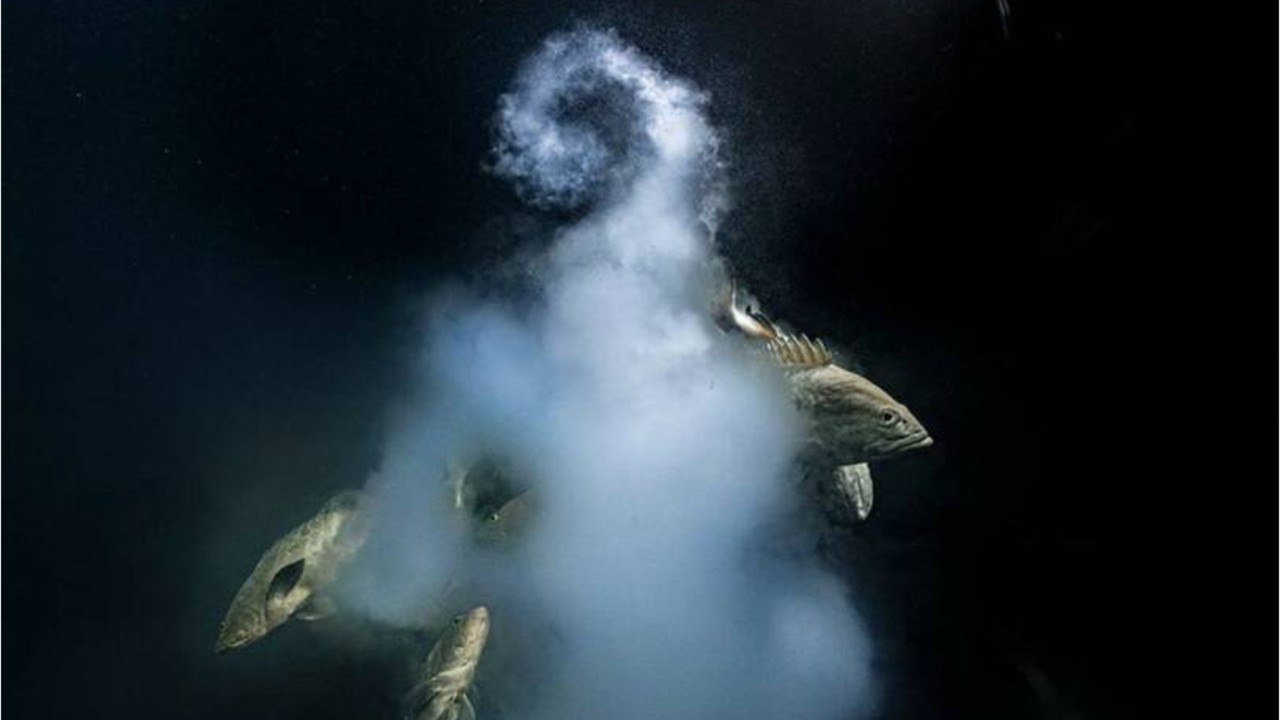 Voici les plus belles photos d'animaux du concours Wildlife Photographer of the Year 2021