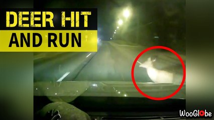 'Impatient deer pops up in front of a car and gets hit by it *DASHCAM FOOTAGE*'