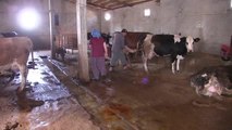 KAHRAMANMARAŞ - Mikro krediyle hayvancılık işine başlayan girişimci kadın, yurt dışına peynir göndermeye başladı