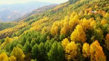 Tunceli sonbahar renkleriyle görsel şölen sunuyor