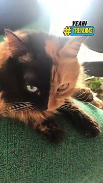 Chú mèo có vẻ đẹp kỳ lạ, bộ lông và đôi mắt phân chia thành hai màu sắc khác nhau