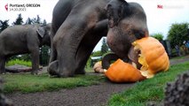Les éléphants du zoo d'Oregon écrasent de gigantesques citrouilles