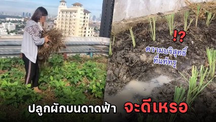 หนุ่มอวดคลิปปลูกผักบนดาดฟ้าคอนโดอย่างภูมิใจ สุดท้าย.. กลายเป็นดราม่า
