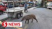 Wild boar put down in Penang after giving authorities the slip earlier