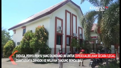 Penangkaran Puluhan Penyu Ilegal di Masalembu