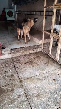 Dog Barking Video | Dog Barking German Shepherd | Kingdom Of Awais