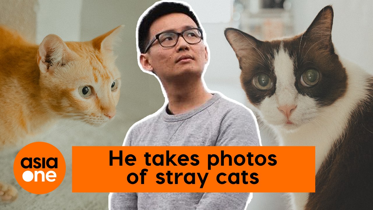This Singapore TikToker makes stray cats look picture purr-fect