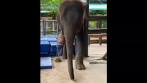 Cô voi được tặng chân giả sau sự cố hồi 7 tháng tuổi