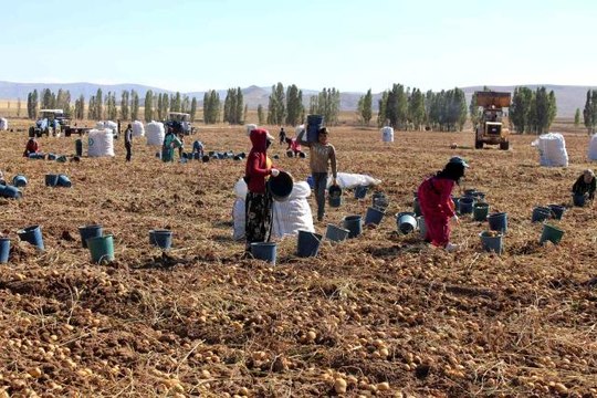 Sivas'ta patates üretiminde rekor! Fiyatlar üreticinin yüzünü güldürüyor