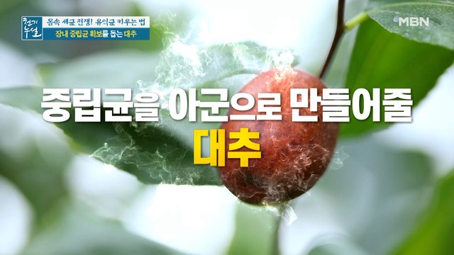 제철 맞이! 장내 중립균 확보를 돕는 '대추'