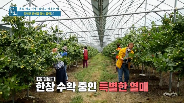 장 건강에 딱! 식이섬유 가득, 특별한 열매의 정체는?