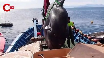 Dev güneş balığı oltaya takıldı