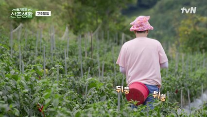 고추밭에 나타난 예능 곰돌이! (feat. 치명적인 대명코기의 뒷태)