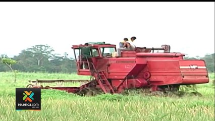 tn7-produccion-de-arroz-afectada-151021