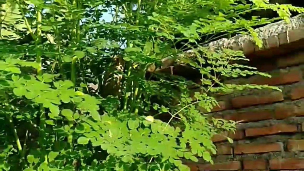 Recipe for young papaya Moringa leaf soup||Resep Masakan Sup Daun Kelor Pepaya muda