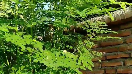 Recipe for young papaya Moringa leaf soup||Resep Masakan Sup Daun Kelor Pepaya muda