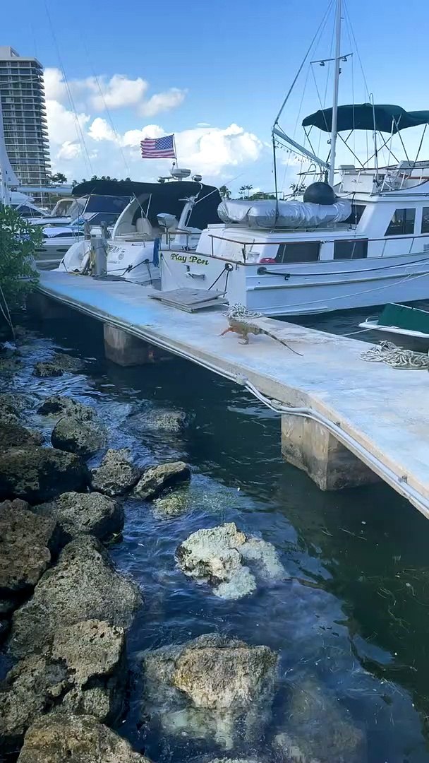 ⁣Iguana Flees Floridian and Runs Off Dock