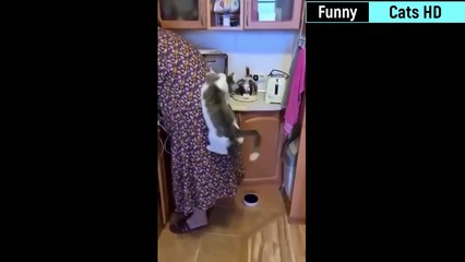 Funny Cat Videos l Funny Cat Moments l Cat and Dog l Dog Video