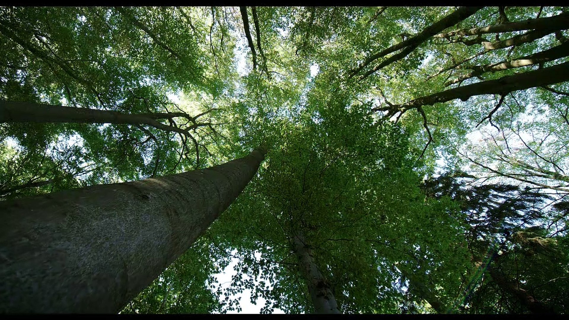 La vida secreta de los árboles - Tráiler oficial español - Vídeo Dailymotion