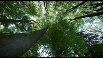 La vida secreta de los árboles - Tráiler oficial español