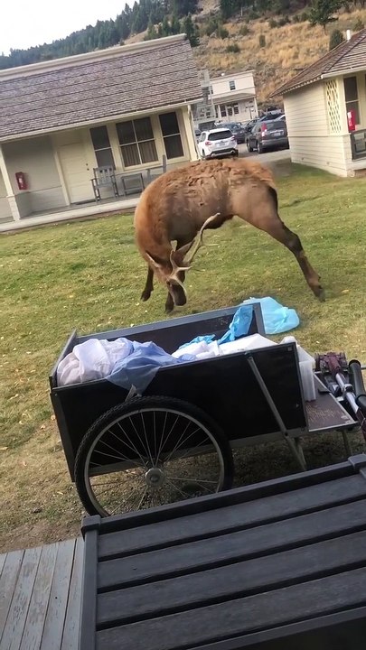 Elk Has Bout with Bag