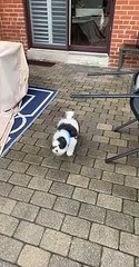 New Puppy Learns About Glass Doors