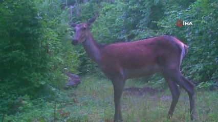 Yaban hayatı fotokapanlara yansıdı