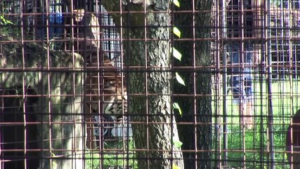 3 Tigers Reunite - Texas Tiger Tribute