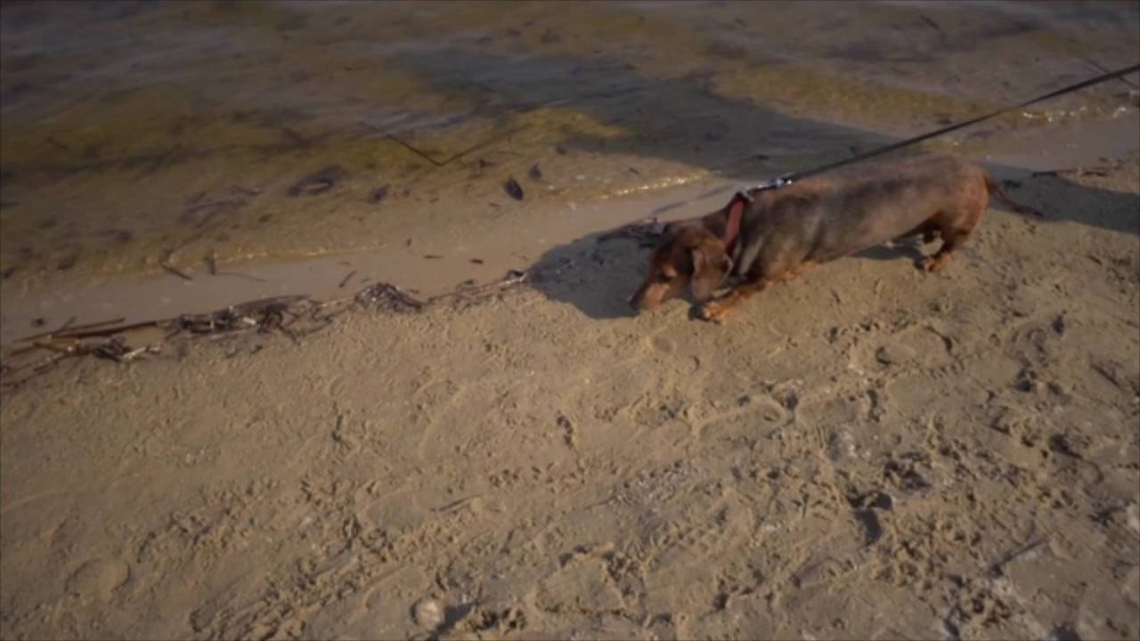 South Carolina Dog Lover Wins Big After Impulse Buy of Pup-Themed Lottery Ticket