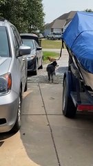 Gus the Dog Helps Carry Groceries