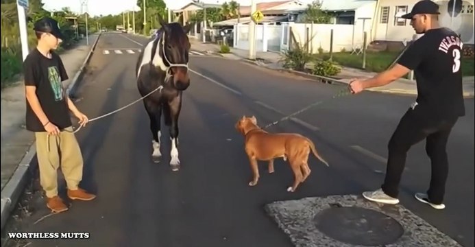 Ce débile présente un cheval à son chien... oups
