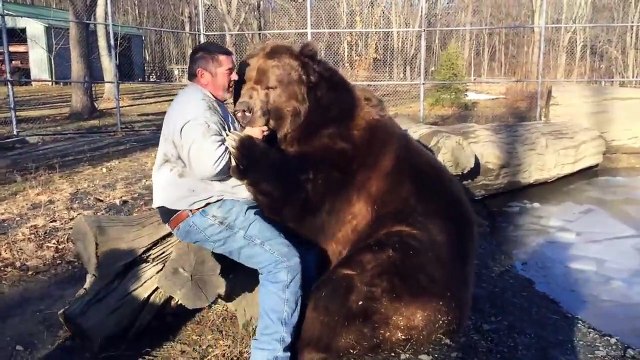 Un homme fait des câlins à un ours de 700 kg