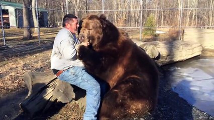 Un homme fait des câlins à un ours de 700 kg