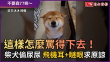 這樣怎麼罵得下去！ 柴犬偷尿尿 「飛機耳+瞇眼」求原諒
