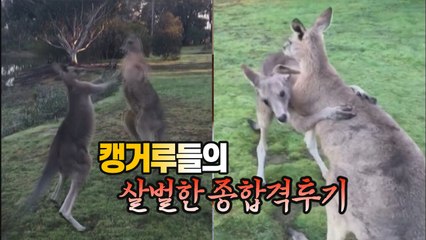 [세상만사] 손발 다 써가며 죽자사자 싸우는 캥거루 두 마리 / YTN