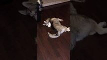 Husky Hates His Tail
