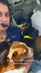 Ativista resgata 27 cachorros seriam sacrificados. Assista