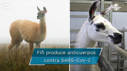 Así podría ayudar Fifi a curar a los enfermos de Covid-19