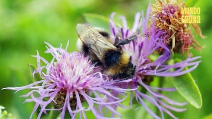 Abejas: ¿Por qué son tan indispensables para la humanidad?