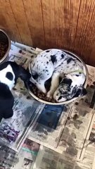 Puppy Enjoys Breakfast in Bed