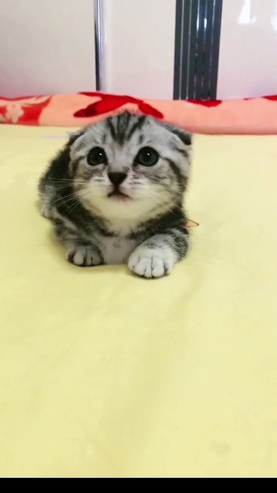 Cat Lovers