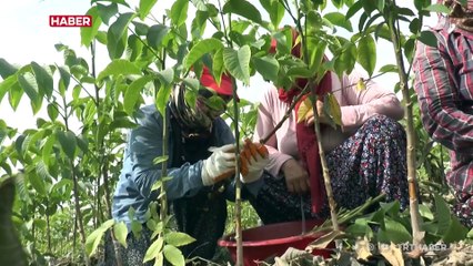 15 Ekim Dünya Kadın Çiftçiler Günü