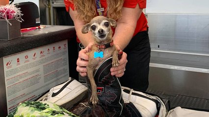 Puppy Found in Owners' Suitcase When Checking into a Southwest Flight