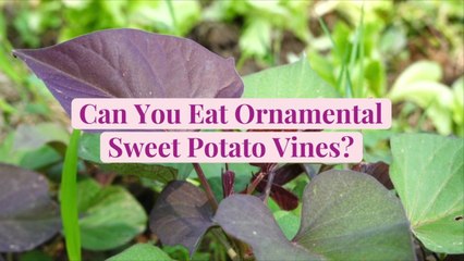 Can You Eat Ornamental Sweet Potato Vines?