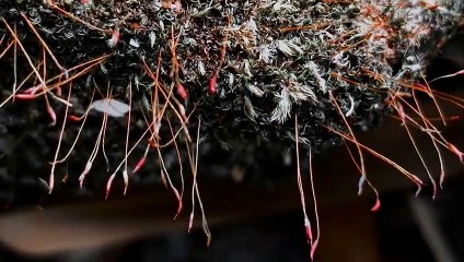 Semut kecil yang menikmati hidup