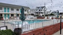 Swarm of Birds Have a Pool Party