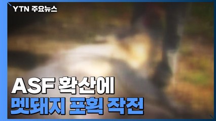 ASF 확산에 다시 시작된 멧돼지 포획 작전...역효과 우려 / YTN