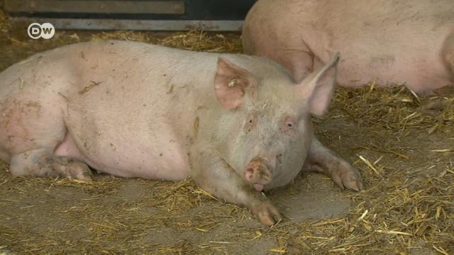 UK announces measures to prevent mass pig cull