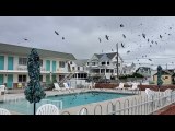 Swarm of Birds Have a Pool Party