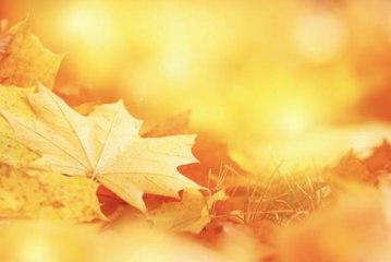 Why You Don't Need To Rake Your Leaves This Autumn